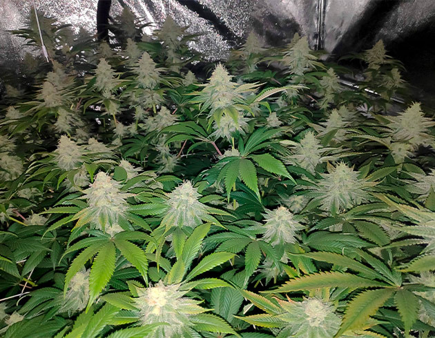 Оранжевый оттенок на листьях