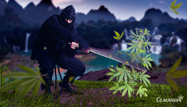 Подробнее о FIM-обрезке марихуаны Выполнение ФИМ-обрезки