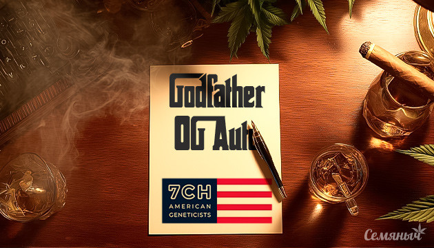Выращивание сорта марихуаны Godfather OG Auto от 7CH American Гроурепорт сорта Godfather OG Auto от 7CH American