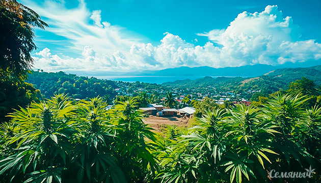 Влияние конопли на ямайскую культуру