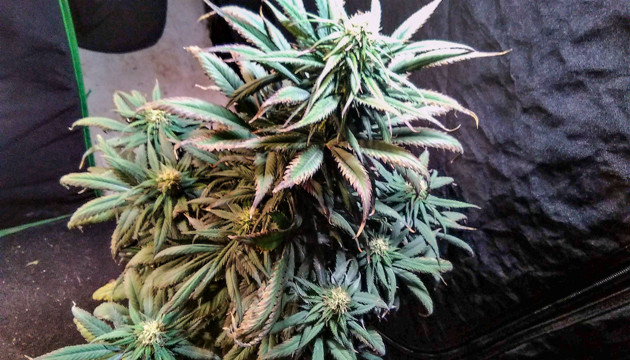 Промывка марихуаны