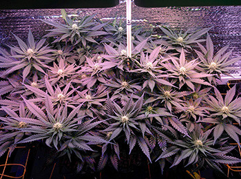 Рост соцветий марихуаны Fruit Punch fem