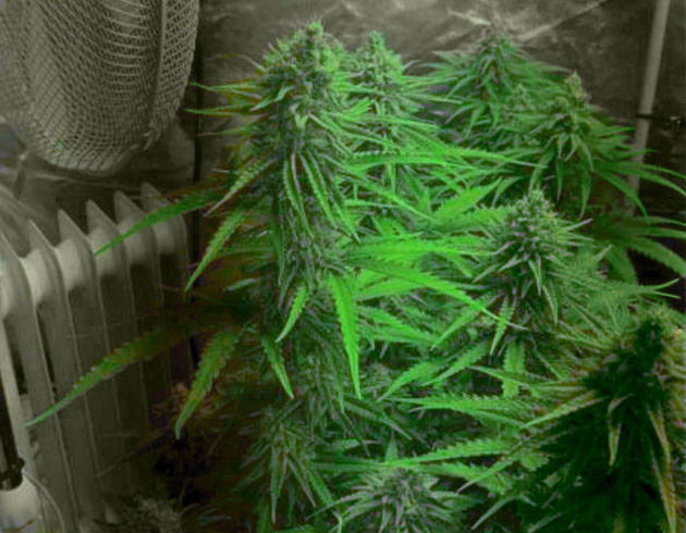 Куст Peyote Critical