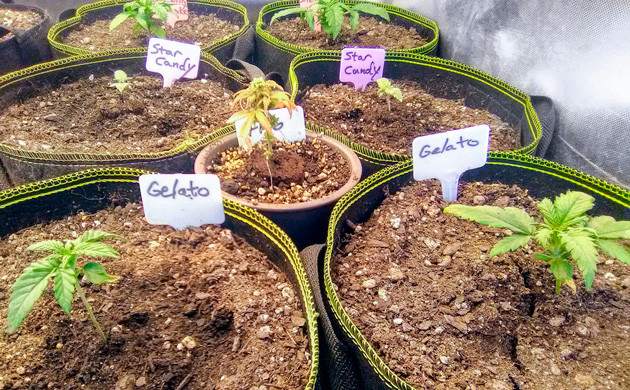 2 саженца Gelato Auto ростом 10 см