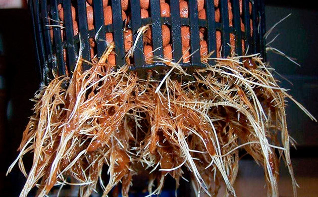 Корневая гниль каннабиса