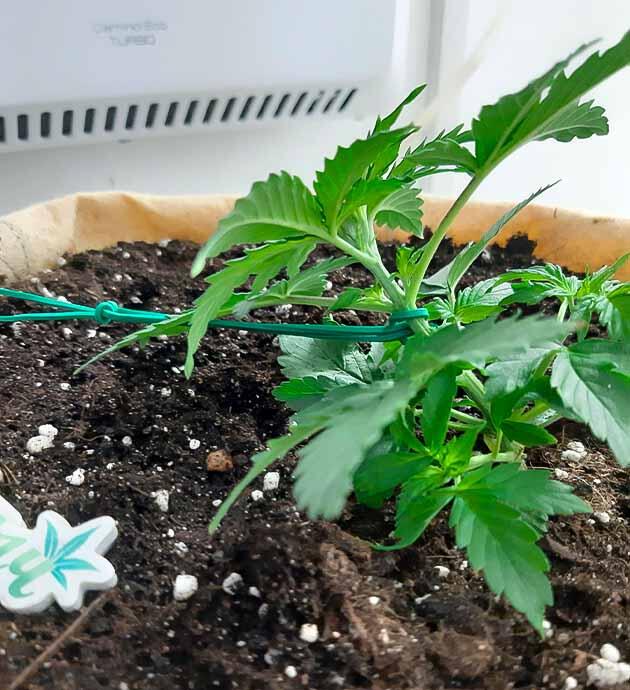LST-тренировка марихуаны Растишка Gorilla Cookies Auto на 4 неделе выращивания