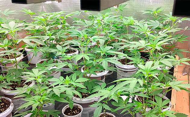 Влияние микоризы на Godzilla Glue #4