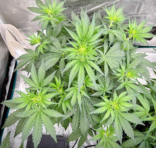 Оптимизация полива для Medusa F1 Auto