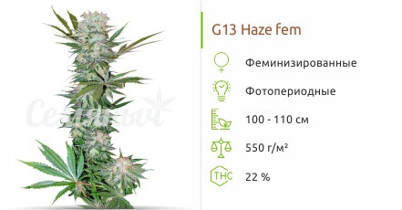 G13 Haze от Barney's Farm