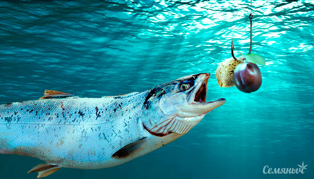 Аттрактант из семян сливы и конопли