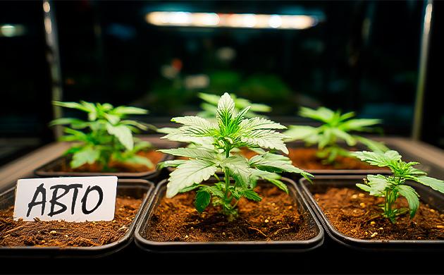 История автоцветущих сортов каннабиса