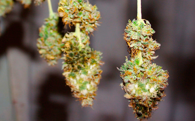 Как бутонная гниль поражает каннабис