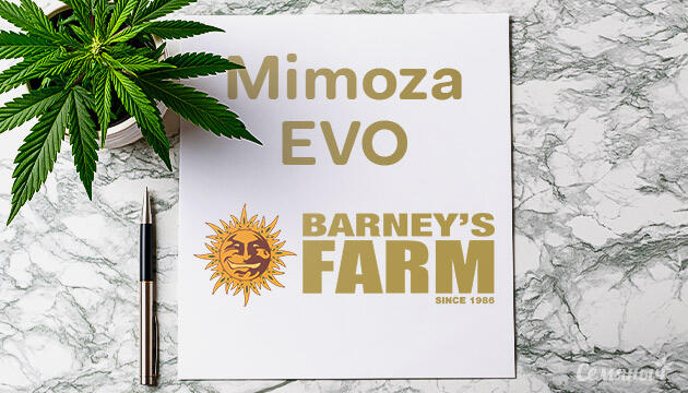 Выращивание сорта марихуаны Mimoza EVO от Barney's Farm Гроурепорт сорта Mimoza EVO от Barney's Farm