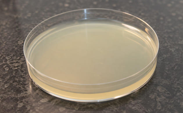 Пошаговое приготовление агаровой питательной среды