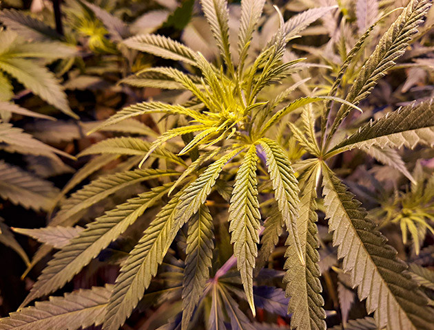 Куст Strawberry Amnesia от Herbies Seeds на 5 неделе