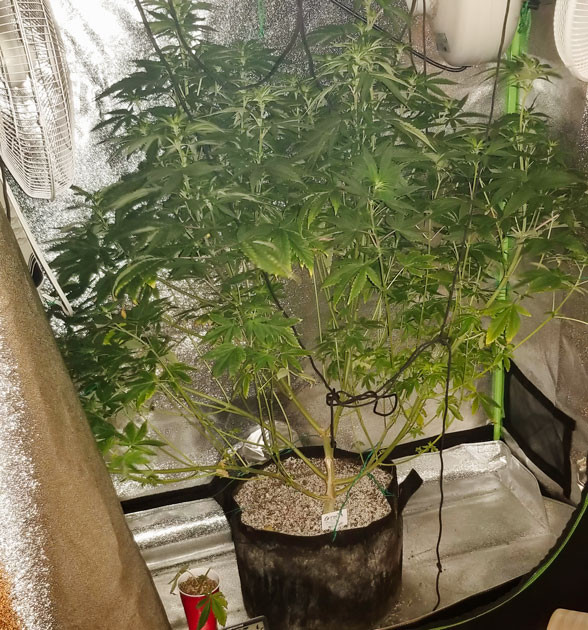 Куст Green Crack 2.0 от Humboldt Seed Organization на 8 неделе