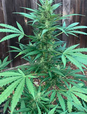 Обрезание кончиков цветущих бутонов