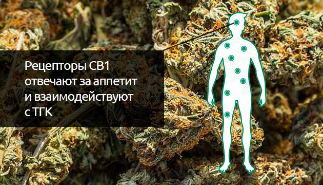 Рецепторы CB1 взаимодействуют с ТГК