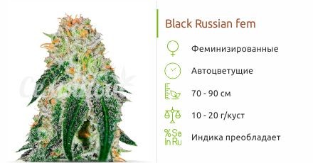 Black Russian fem (Delicious Seeds)