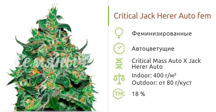 Critical Jack Herer Auto от Delicious Seeds