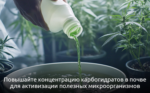 Углеводы и их значение для конопли