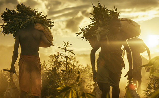 Каннабис в Африке: мифы и реальность