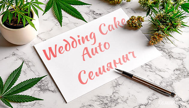 Гроурепорт сорта Wedding Cake Auto от сидбанка Семяныч