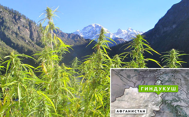 История происхождения афганки Регион происхождения афган-травы