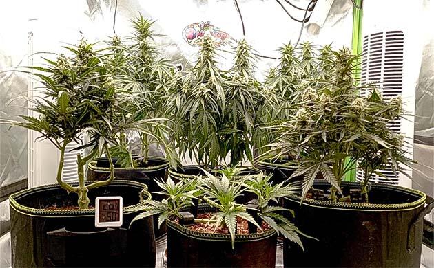 Формирование соцветий и дефолиация марихуаны Кусты White Widow Auto на 8 неделе выращивания