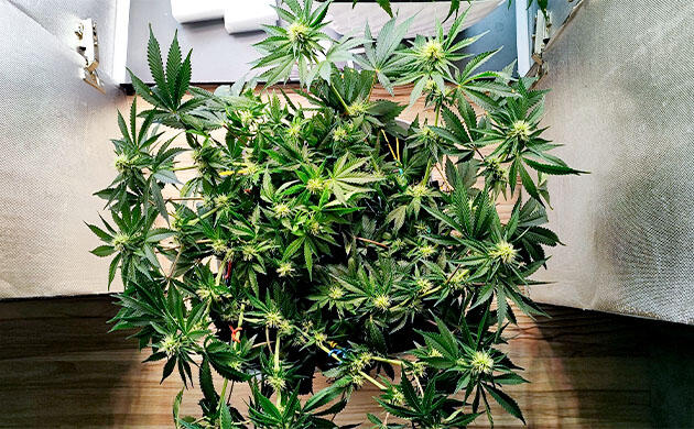 Кусты Mimosa Shot и Gorilla Zkittlez на 8 неделе выращивания