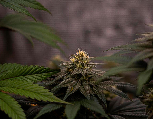 Конопля на 10 неделе роста