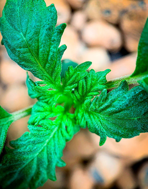 Проращивание Auto Cinderella Jack