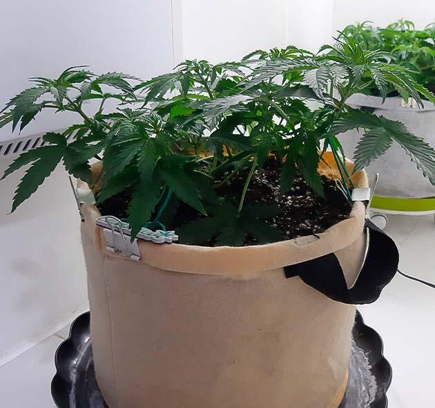 Перестановка в боксе и полив с удобрениями 5 неделя сорта Gorilla Cookies Auto от FastBuds