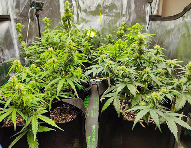 Избавление от запахов при выращивании Afghan Kush Ryder Auto