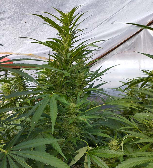 Удобрение Runtz Fast Flowering на цветении