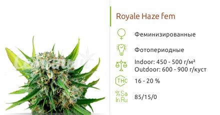 Сорт конопли Royale Haze Royale Haze fem (Dinafem Seeds)