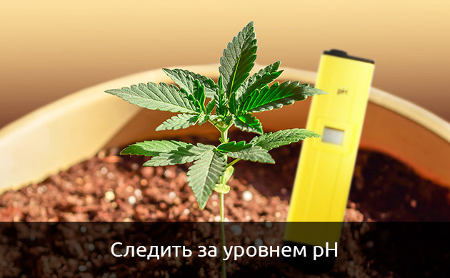 Кислотность почвы при дефиците цинка pH почвы при дефиците цинка