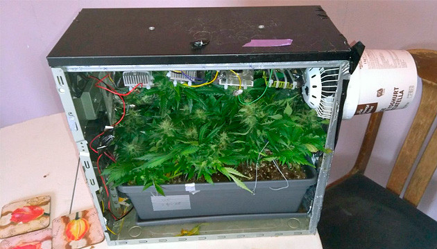 Скрытое выращивание в индоре Стелс-гровинг