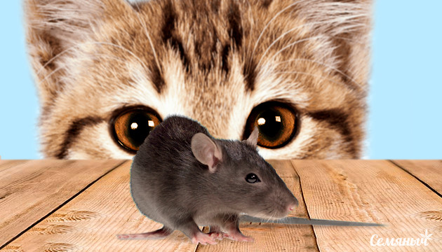 Как бороться с грызунами Ьорьба с мышами