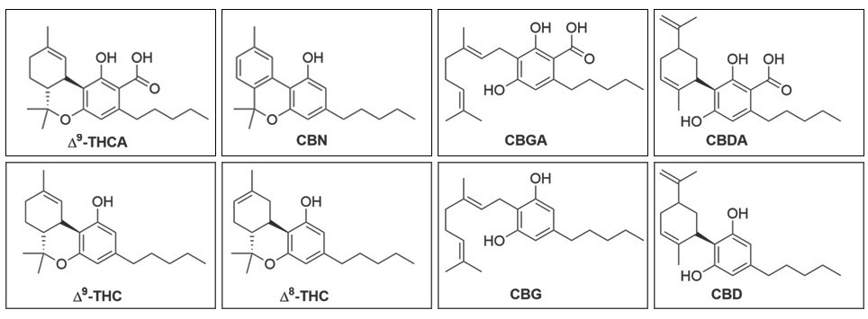 Широкий спектр каннабиноидов в соцветиях марихуаны