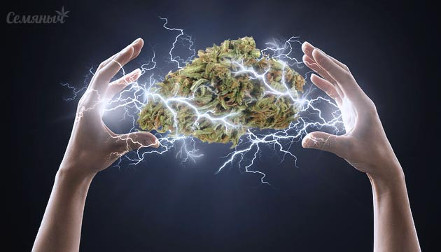 Убойные сорта марихуаны