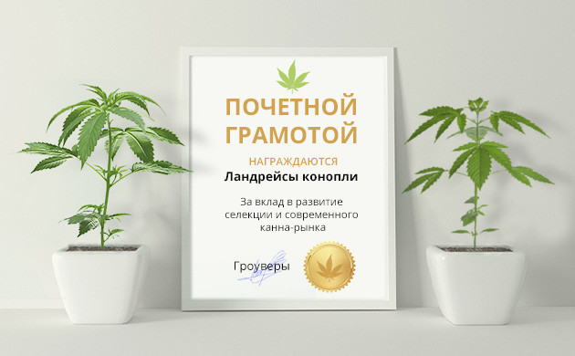 Вклад ландрейсов конопли в развитие современного канна-рынка Почетная грамота ландрейсам конопли