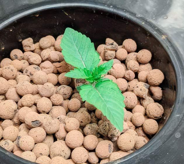 Первая неделя вегетативного роста