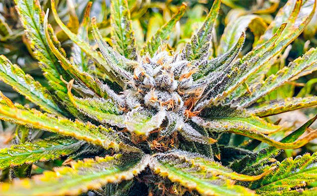 Появление фиолетового оттенка на соцветиях