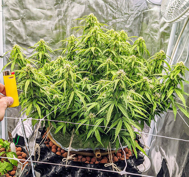 Сравнение Gorilla Glue Auto с зажигалкой