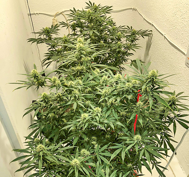 Куст ростом 60 см