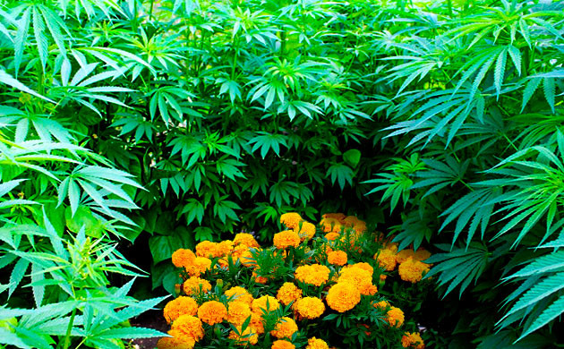 Растения, защищающие коноплю от вредителей