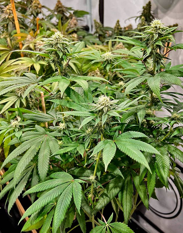 Запах фруктов и ванили Куст Marshmallow OG от Compound Genetics на стадии цветения