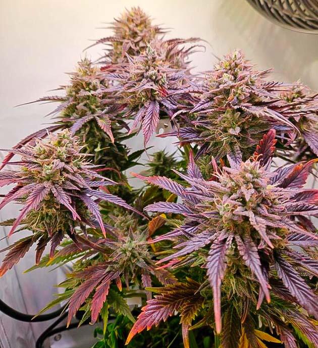 Последняя неделя грова Куст Lemon Cherry Gelato Auto R3 на последней неделе выращивания