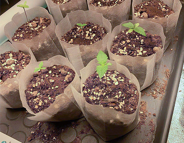 Росток Liberty Haze Куст Liberty Haze на 1 неделе выращивания